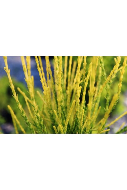 Уникальная хвоя Туи восточной Franky Boy